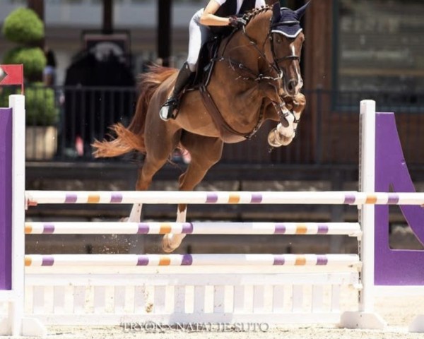 broodmare Emmy Z (Zangersheide riding horse, 2013, from Emerald van 't Ruytershof)