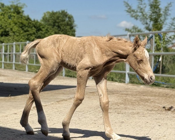 foal by Treidelhof Jazz (Welsh-Cob (Sek. D), 2025, from Danaway Flashback)