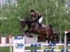 jumper Dr. Cassius (Oldenburg show jumper, 2014, from Diarado)