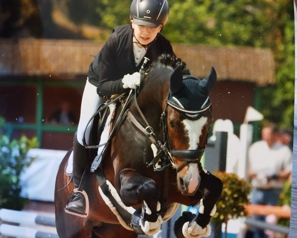 Deckhengst Next Level (Deutsches Reitpony, 2005, von No Mercy 10)