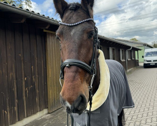 horse Triunfo (Warlander, 2018)