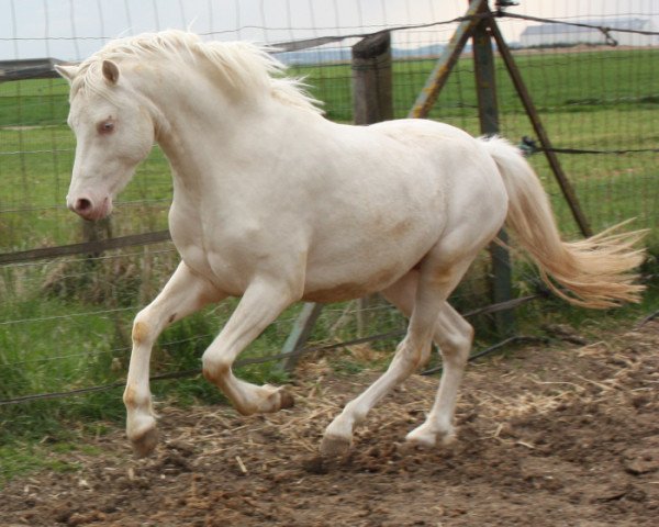 stallion Spring Star's Kay (Nederlands Welsh Ridepony, 2006, from Wolling's Dante)