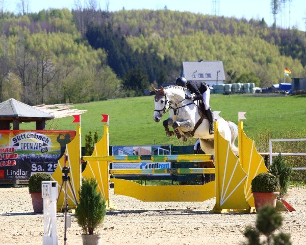 Springpferd Aber Hallo K (Oldenburger Springpferd, 2016, von Asca Z)