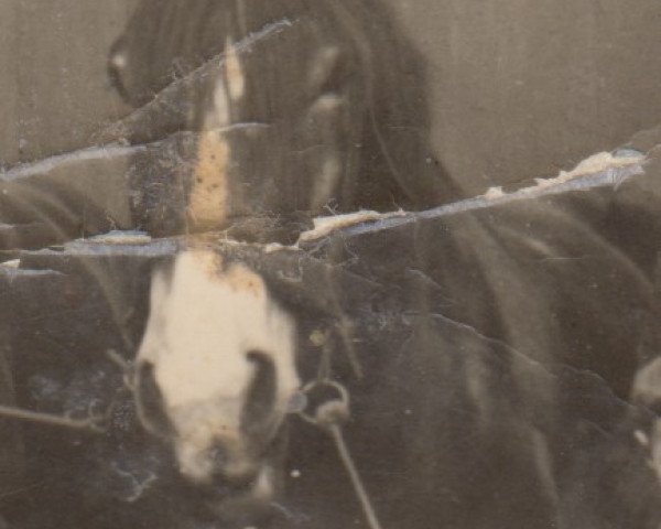 broodmare Omnia RS 773 (Rhenish-German Cold-Blood, 1920, from Sulla Ldb Wi)