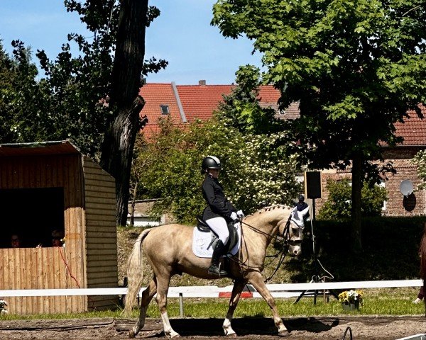 stallion Diego Forlan (German Riding Pony, 2010, from Dance Star AT NRW)