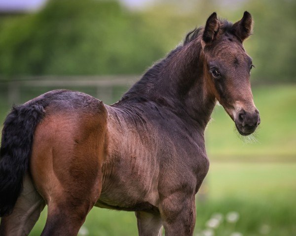 foal by Zions Angel (Swiss Warmblood, 2025, from Zoom 8)