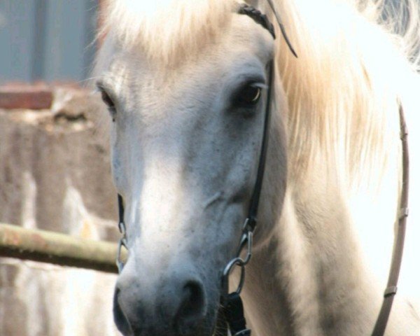 horse Spori (Iceland Horse, 1999, from Léttir frá Sortehaug)