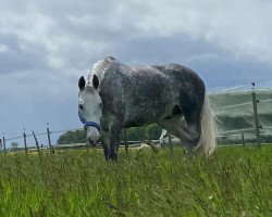 jumper Apache 273 (Irish Sport Horse, 2012, from Womanizer)