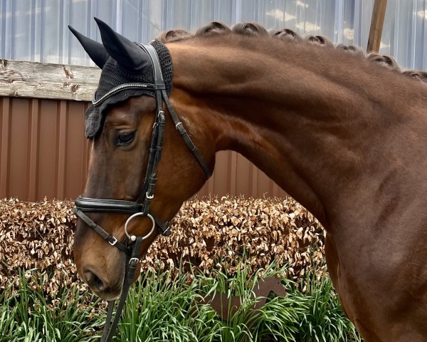 dressage horse Sid (Westphalian, 2020, from Selectric)