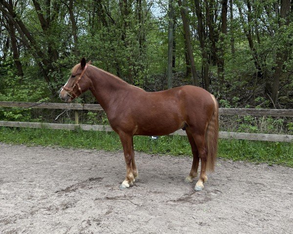 Springpferd Tartan Boy (Connemara-Pony, 2021, von Western Boy)