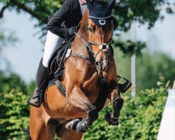 jumper Giorgio L (Rhinelander, 2014, from Epsom Gesmeray)