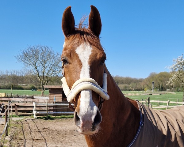 dressage horse Dru Hill (Westphalian, 2006, from Damon Hill)