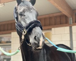 dressage horse Seoul S (Oldenburg, 2015, from Sezuan)