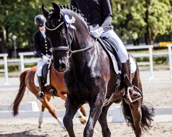 dressage horse Haitse (Friese, 2010, from Beart 411)