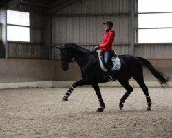 broodmare Forever my Lady 3 (Hanoverian, 2006, from Fürst Heinrich)