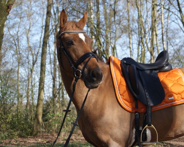 horse Timon (German Riding Pony, 2005, from Llanarth Mostyn Triton)