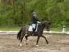 dressage horse South Dakota (Hanoverian, 2009, from Scolari)