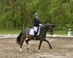 dressage horse South Dakota (Hanoverian, 2009, from Scolari)