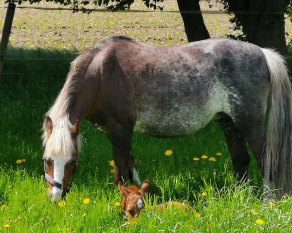 Zuchtstute Moorkieker Chanel (Welsh Pony (Sek.B), 2020, von Moorkieker Gawain)
