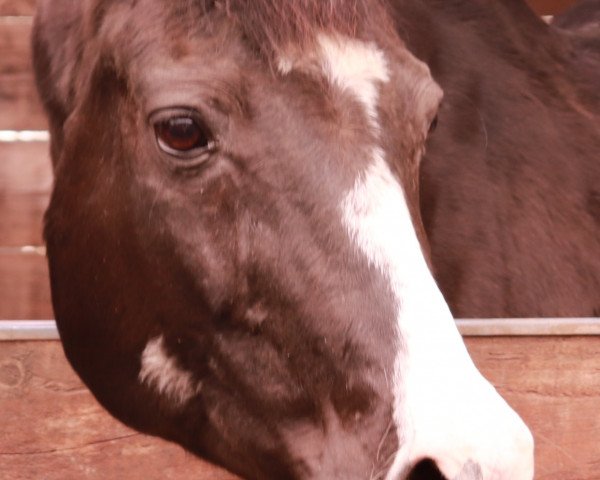 broodmare Falke (Hanoverian, 1999, from Falkenstern II)