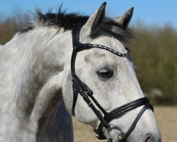 Dressurpferd Divigaro (KWPN (Niederländisches Warmblut), 2008, von Vigaro)