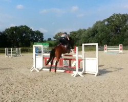 jumper Kingsway (German Riding Pony, 2010, from Kaiser Konrad)