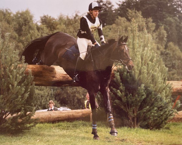 broodmare Honeybee 6 (Holsteiner, 1993, from Lasandos)