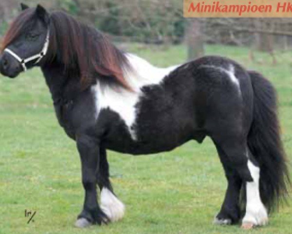 Deckhengst Yankee v. stal Ankeveen (Shetland Pony (unter 87 cm),  , von Morjoy Nickel)