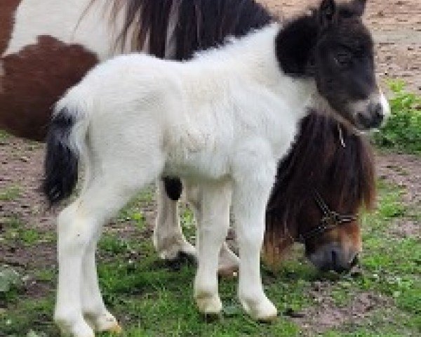 Fohlen von Yaro vom Burgblick (Shetland Pony (unter 87 cm), 2025, von Yago von der Klia)