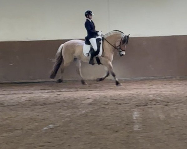dressage horse Kalien (Fjord Horse, 2012, from Orkus)