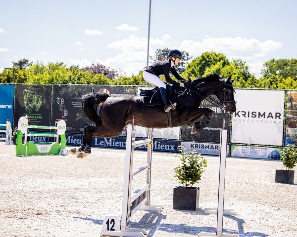 Springpferd Continental 13 (Württemberger, 2013, von Contendro I)