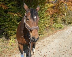 jumper Primera L (Westphalian, 2006, from Monte Bellini)