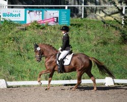 jumper Spoekedammetje's Bella (New Forest Pony, 2019, from Prodise's Fender)