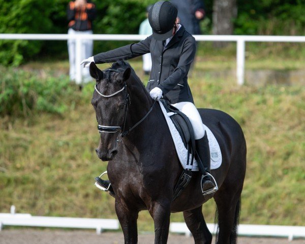 dressage horse Dallington (Westphalian, 2005, from Dancing Dynamite)