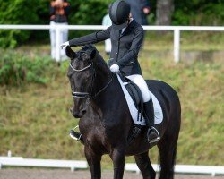 dressage horse Dallington (Westphalian, 2005, from Dancing Dynamite)
