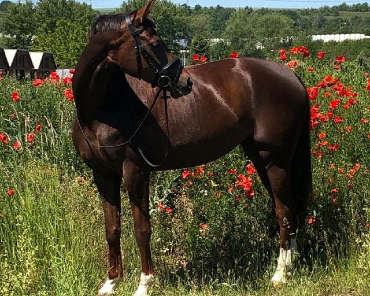 dressage horse Fräulein Damaris (German Sport Horse, 2014, from Franziskus FRH)