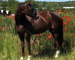 dressage horse Fräulein Damaris (German Sport Horse, 2014, from Franziskus FRH)