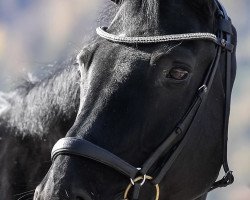 dressage horse Rubicon III (Oldenburg, 2006, from Rubin Cortes OLD)