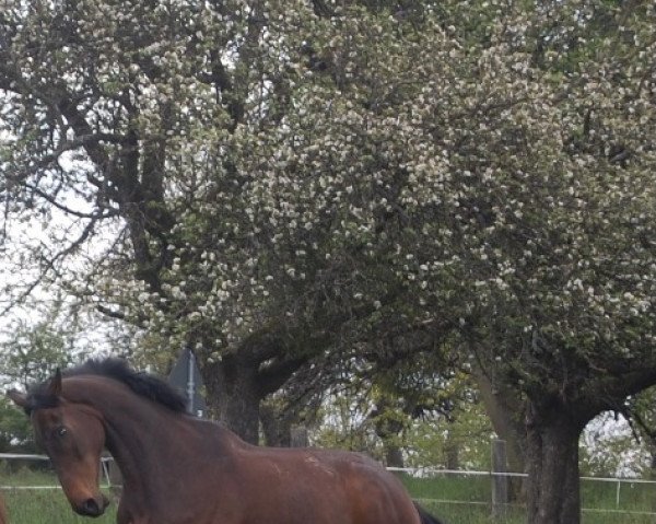 Pferd Doncaster xx (Englisches Vollblut, 2014, von Doyen xx)