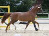 broodmare Djorgina J (German Riding Pony, 2017, from Djalisco J)