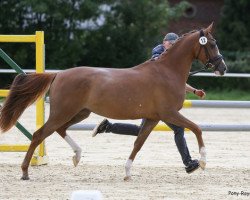 broodmare Djorgina J (German Riding Pony, 2017, from Djalisco J)