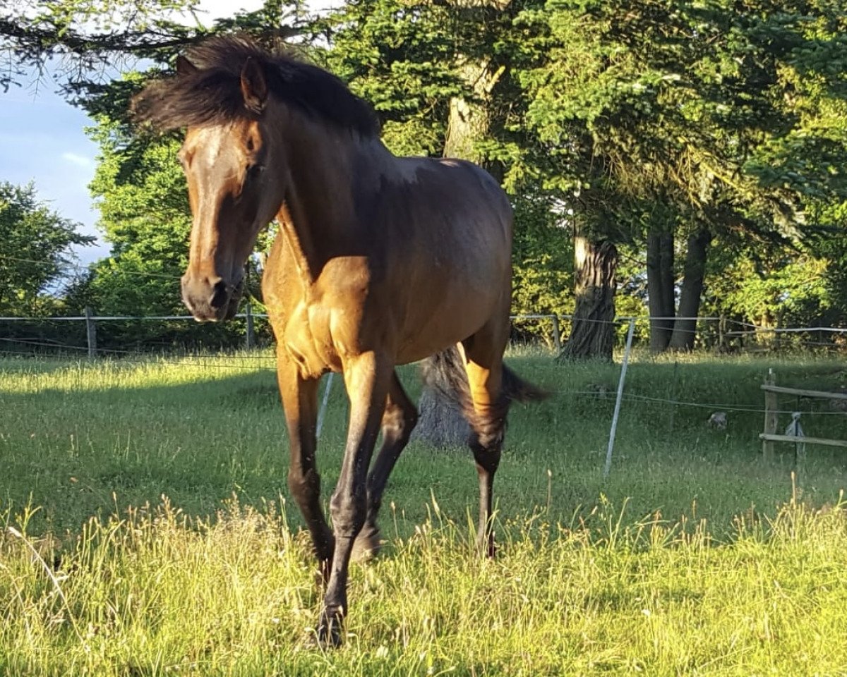 Pferd Adriano (Brandenburger, 1993, von Abendsturm)