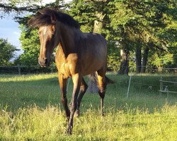 horse Adriano (Brandenburg, 1993, from Abendsturm)