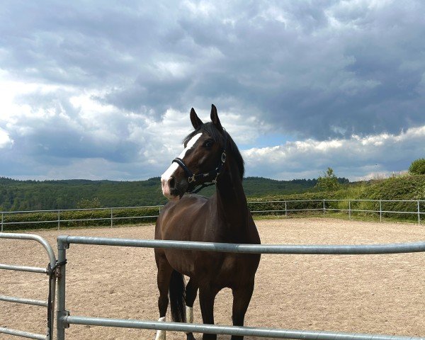 horse White Nose King (Oldenburg, 2014, from Welt Hit II)