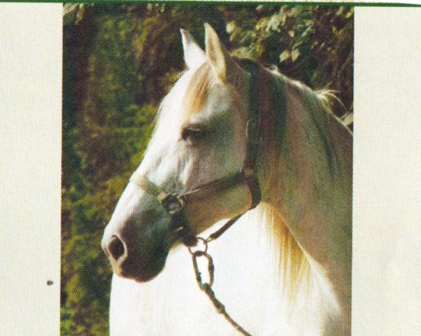 horse Daphne (Arab-Berber, 1991, from Inch'Allah)