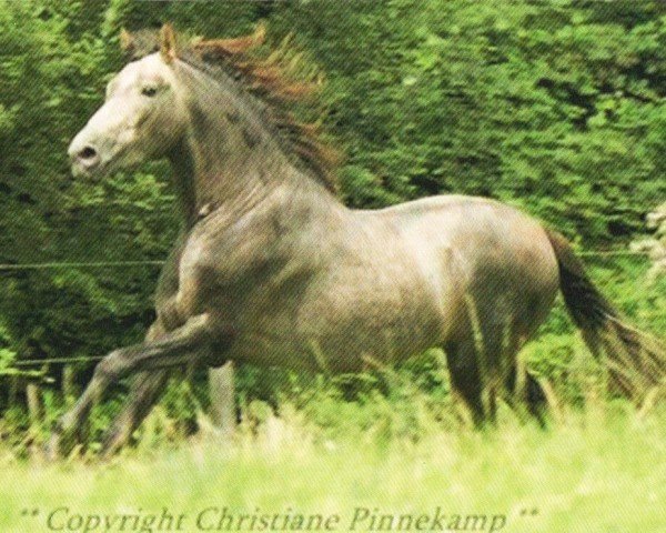 horse Galeno De La Luz (Pura Raza Espanola (PRE), 2009, from Hosco XXI)
