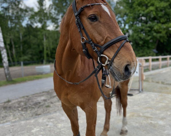 Springpferd Popcorn 61 (Polnisches Warmblut, 2005, von Angelo L)
