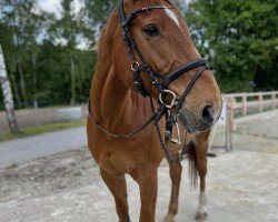 jumper Popcorn 61 (Polish Warmblood, 2005, from Angelo L)