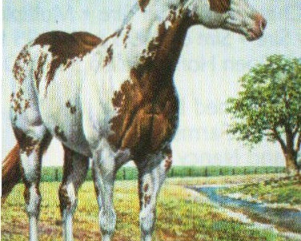 horse SOCKETT (Paint Horse, 1980, from Ratchett)