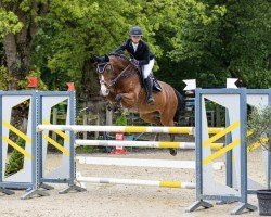 jumper Alice du Wonderland J.k.h. Z (Zangersheide riding horse, 2011, from Aristo)